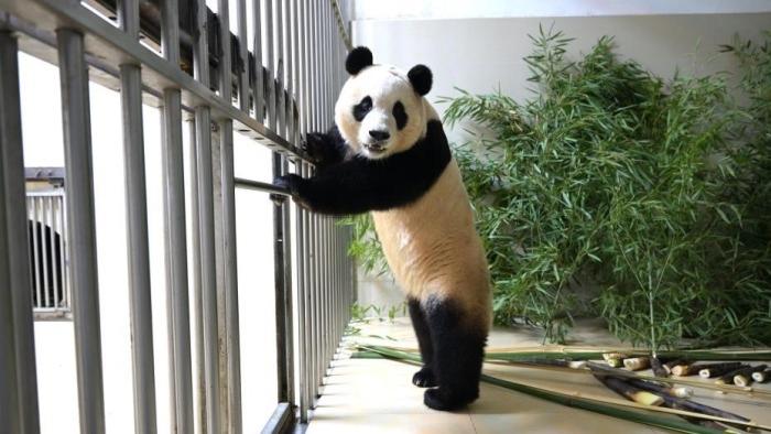大熊貓“福寶”隔離檢疫生活即將期滿 將擇機與公衆見面